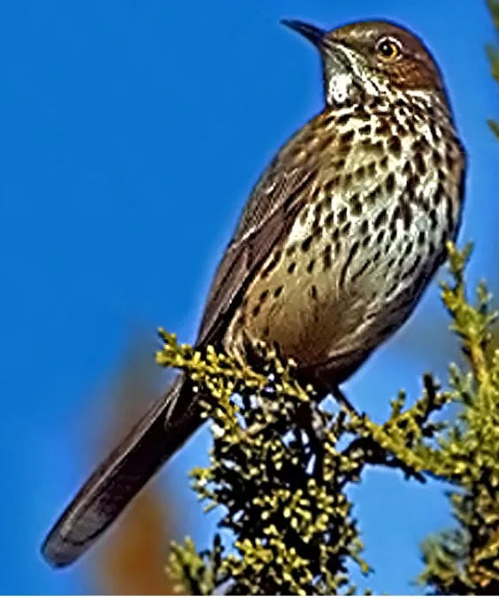 File:Oreoscoptes montanus.jpg