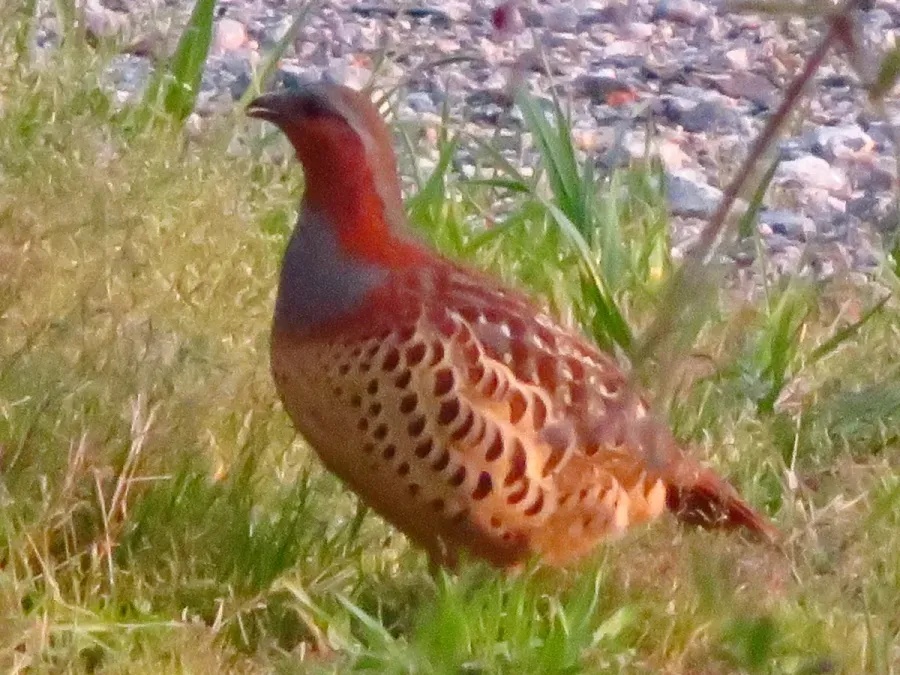 File:Bambusicola thoracicus in Otani River (Kasugai) - 2.jpg