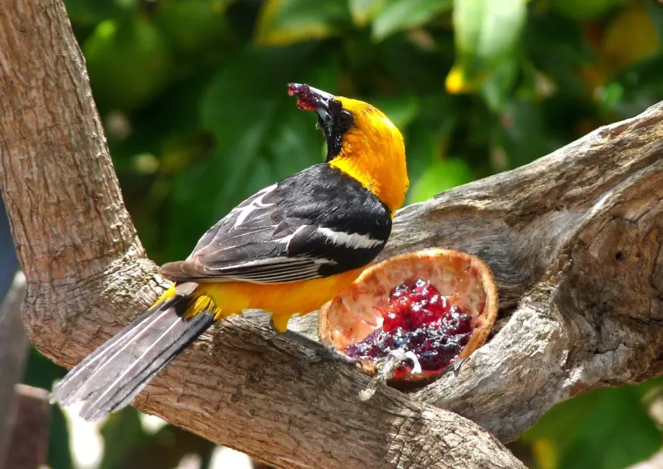 File:Icterus cucullatus Male 2.jpg