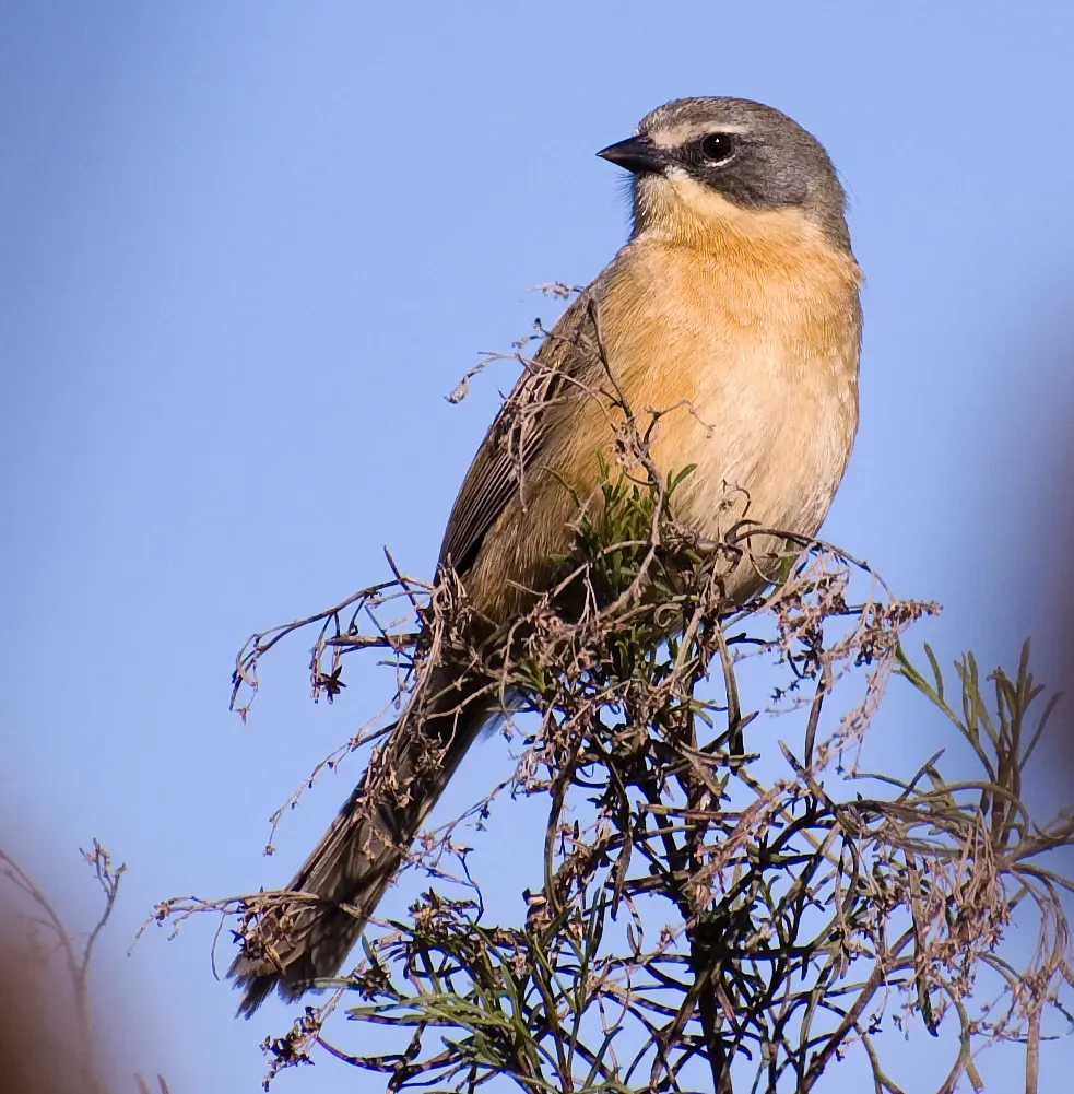 File:MONTERITA-CABEZA-GRIS-Donacospiza-albifrons.jpg