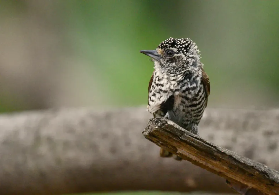 File:Picumnus cirratus (hembra) en Asunción, Paraguay.jpg