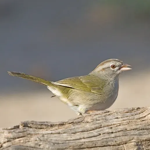 File:Arremonops rufivirgatus (cropped).jpg