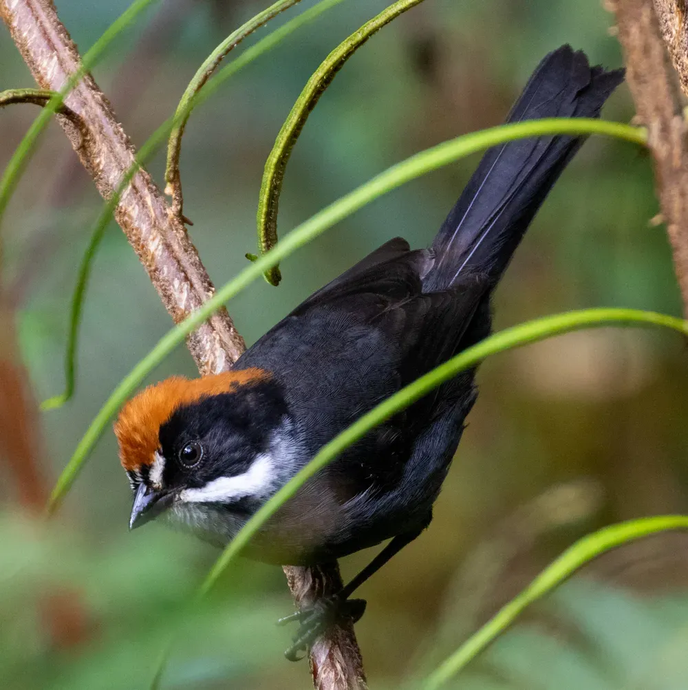 File:Atlapetes schistaceus taczanowskii 68805136 (cropped).jpg