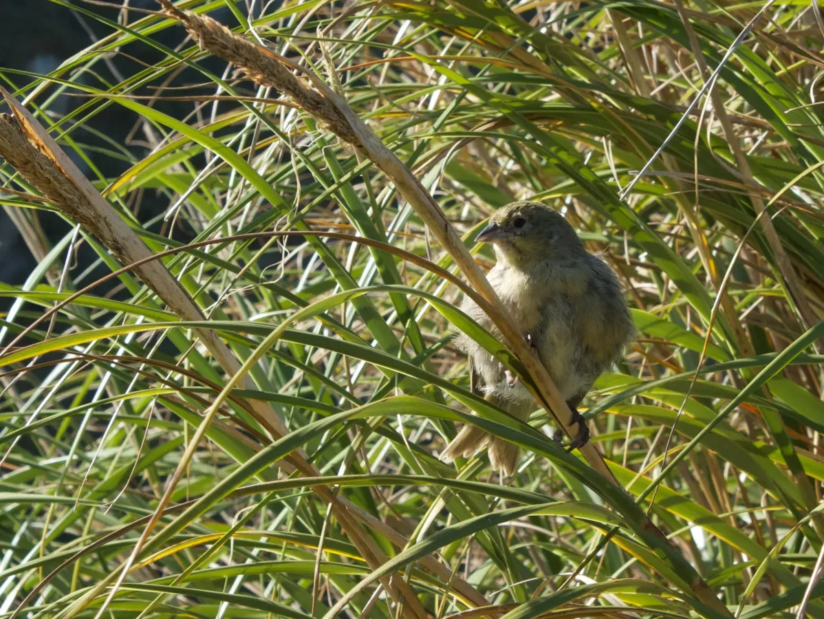 File:Nightingale Bunting Nesospiza questi (cropped).jpg
