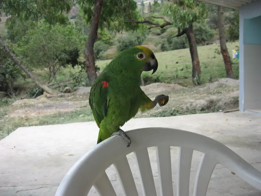 File:Amazona ochrocephala - on chair.jpg