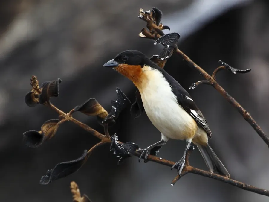 File:Cypsnagra hirundinacea - White-rumped Tanager; Serra da Canastra National Park, Minas Gerais, Brazil.jpg