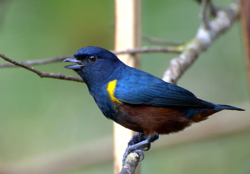 File:Flickr - Dario Sanches - FERRO-VELHO (Euphonia pectoralis).jpg