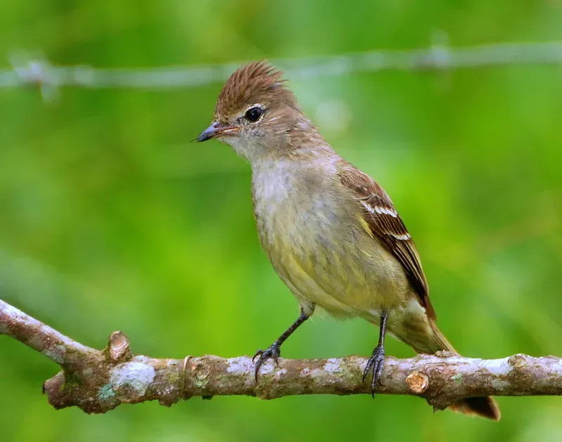 File:Flickr - Dario Sanches - GUARACAVA-DE-BARRIGA-AMARELA (Elaenia flavogaster).jpg