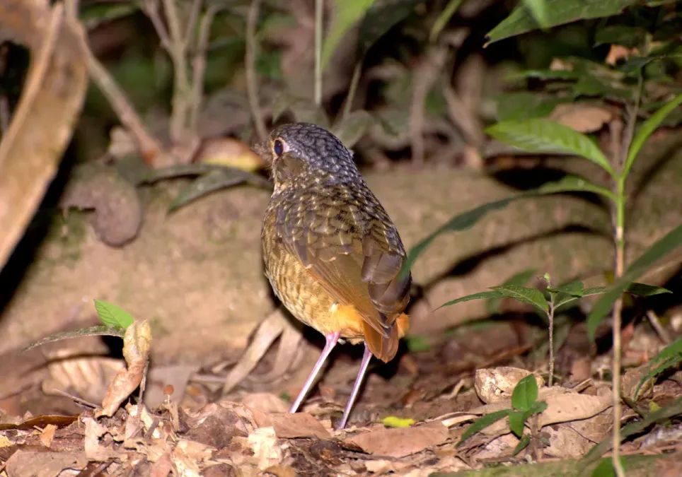 File:Flickr - Dario Sanches - TOVACUÇU (Grallaria varia).jpg