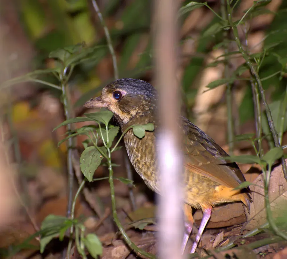File:Flickr - Dario Sanches - TOVACUÇU ( Grallaria varia).jpg
