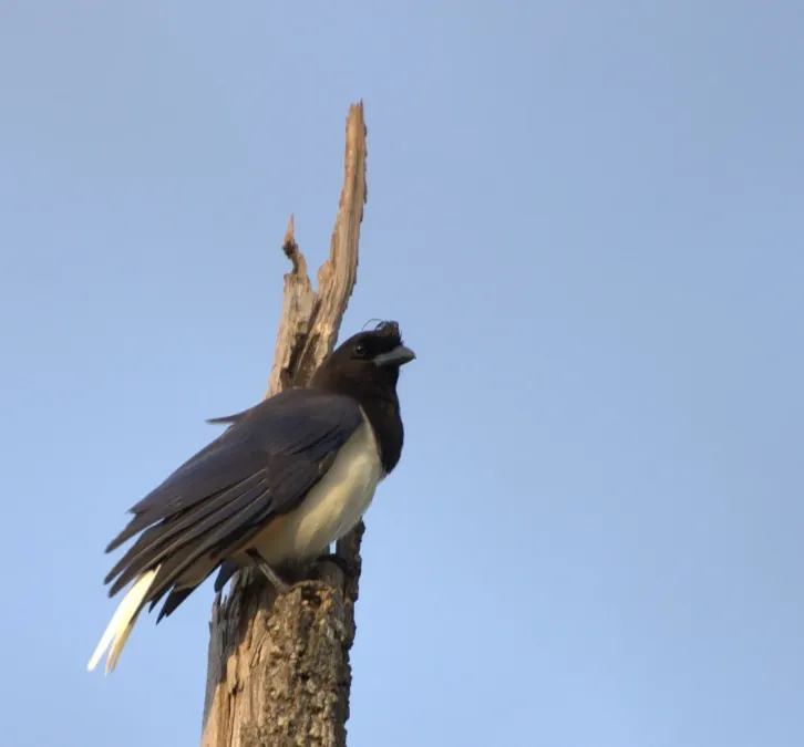 File:Flickr - Dario Sanches - GRALHA-DO-CAMPO imaturo ( Cyanocorax cristatellus).jpg