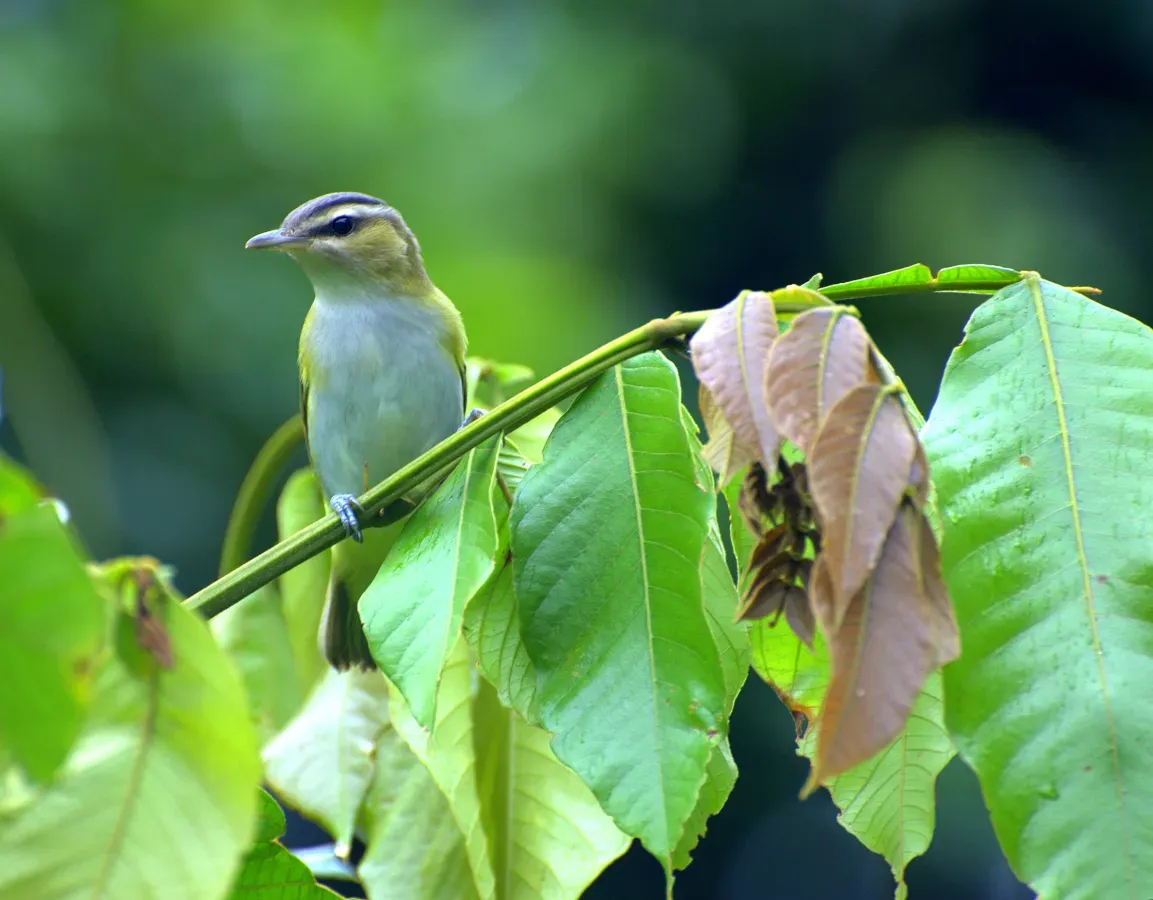 File:Dario Sanches - JURUVIARA (Vireo chivi) 2.jpg