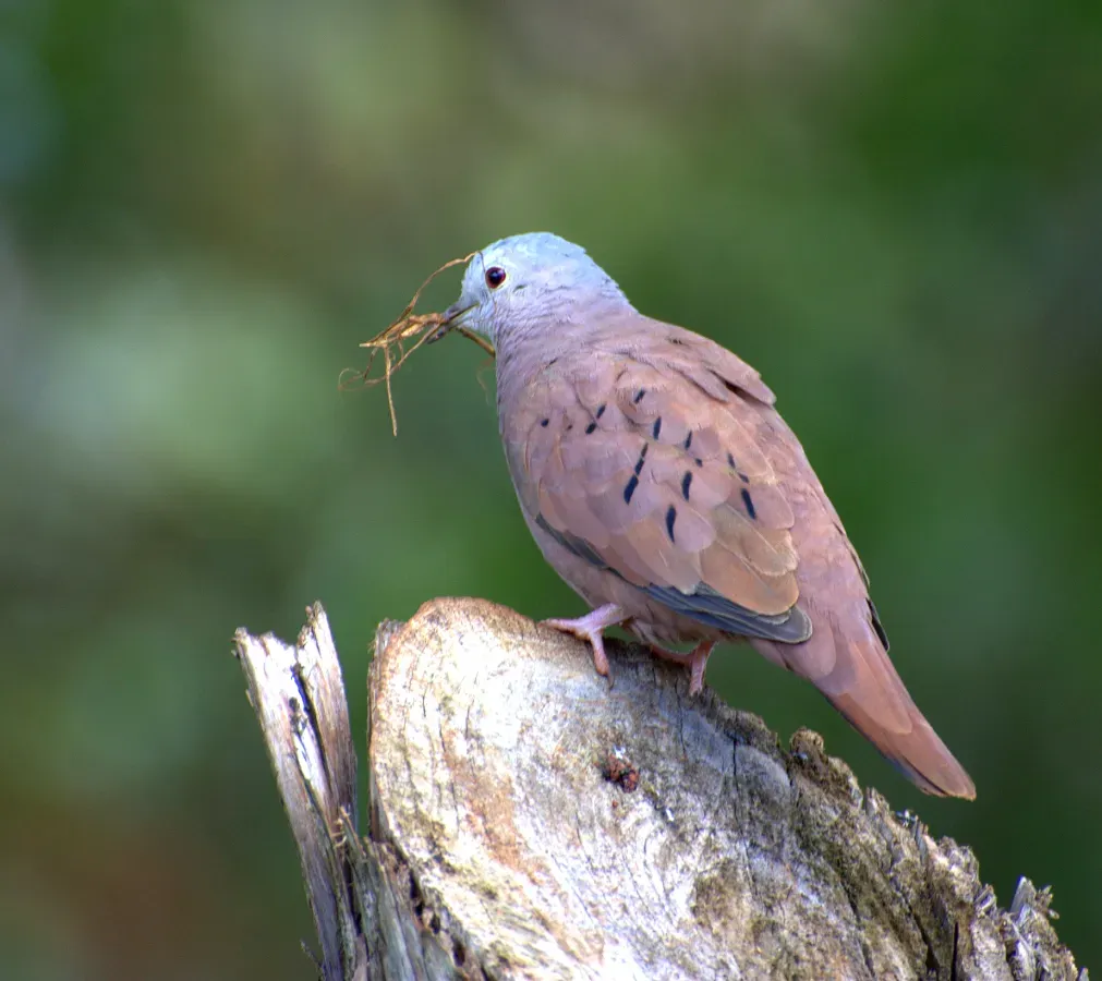 File:Flickr - Dario Sanches - ROLINHA-ROXA (Columbina talpacoti).jpg