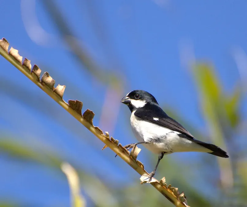 File:Flickr - Dario Sanches - BIGODINHO (Sporophila lineola).jpg