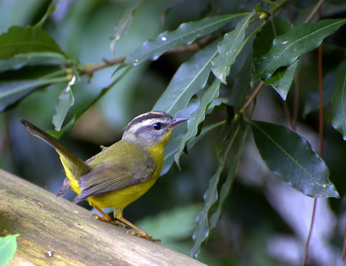 File:Flickr - Dario Sanches - PULA-PULA (Basileuterus culicivorus) (3).jpg