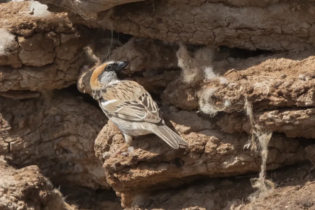 File:Saxaul Sparrow Male (Passer ammodendri) - Загийн боршувуу.jpg