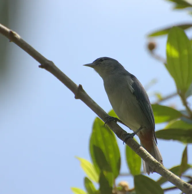 File:Flickr - Dario Sanches - FIGUINHA-DE-RABO-CASTANHO (Conirostrum speciosum).jpg