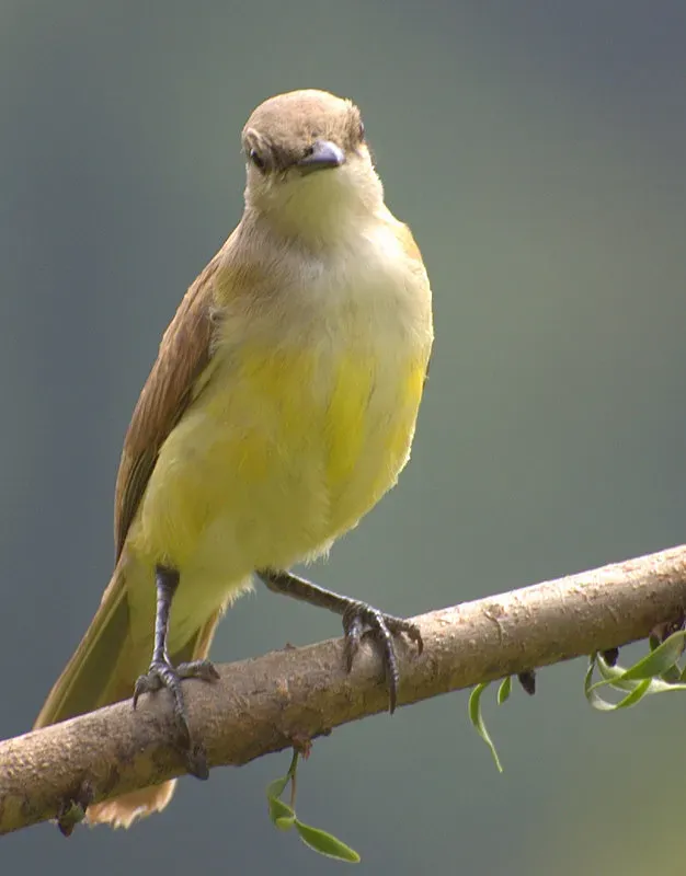 File:Flickr - Dario Sanches - SUIRIRI-CAVALEIRO (Machetornis rixosa) (2).jpg