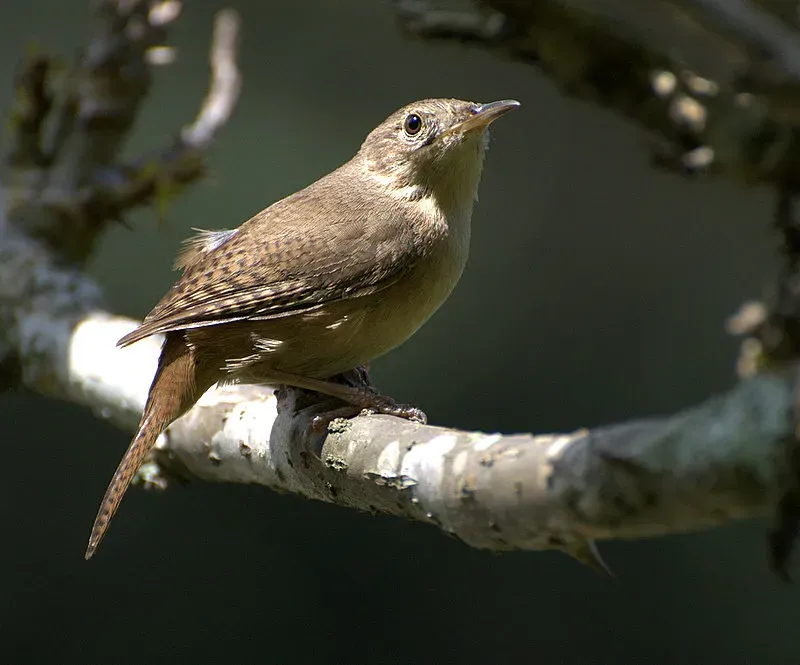 File:Flickr - Dario Sanches - CURRUIRA ( Troglodytes musculus) (6).jpg