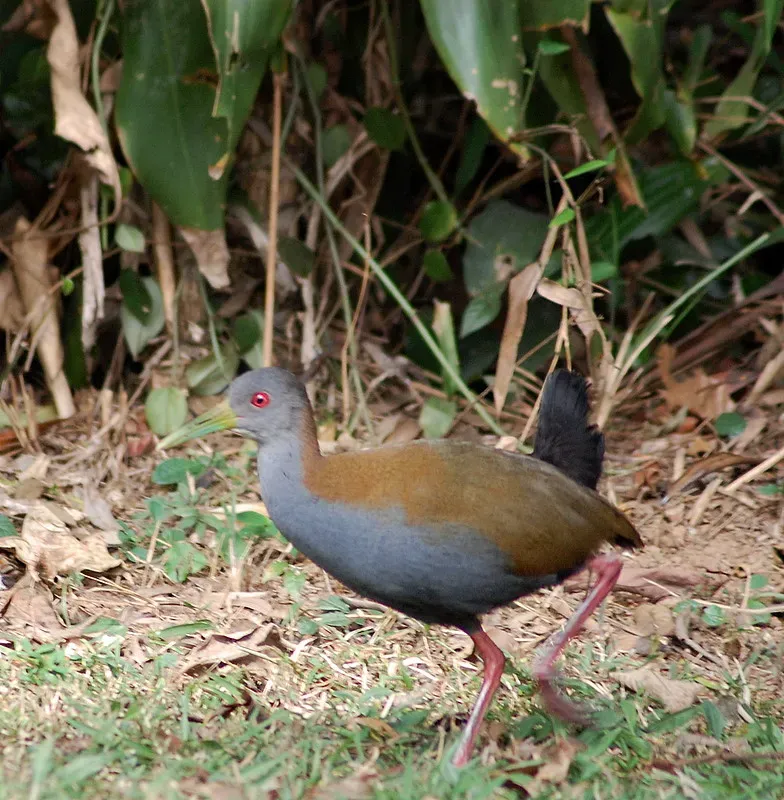 File:Flickr - Dario Sanches - SARACURA-DO-MATO (Aramides saracura ).jpg