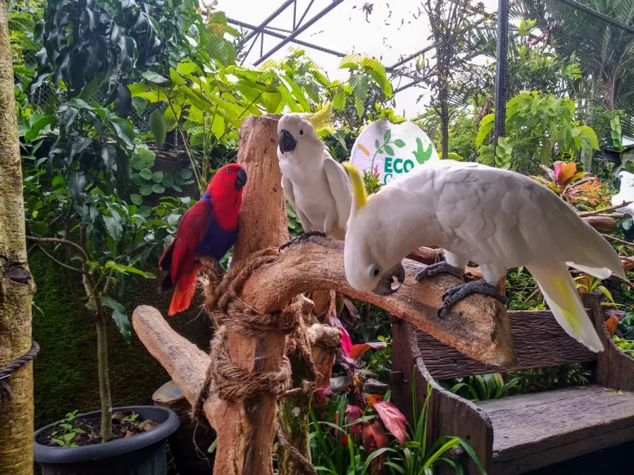 File:Cacatua sulphurea di Eco Green Park Malang.jpg