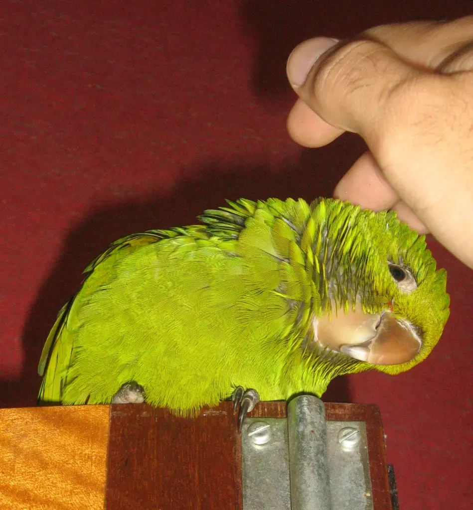 File:Brotogeris chrysoptera -pet perching on door-8b.jpg
