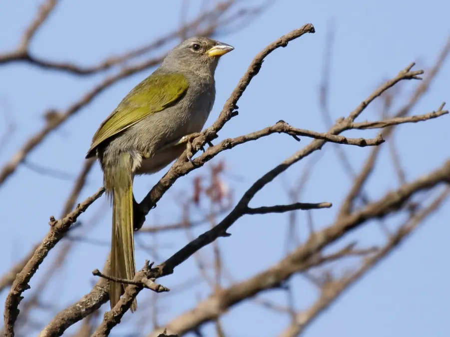File:Embernagra longicauda - Pale-throated Pampa-Finch; Brumadinho, Minas Gerais, Brazil.jpg