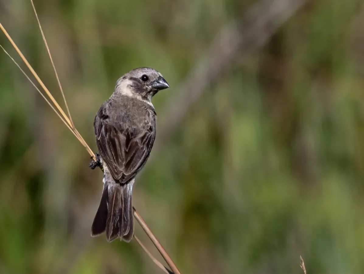 File:Sporophila iberaensis - Ibera Seedeater (male); Aquidauana, Mato Grosso do Sul, Brazil (2).jpg