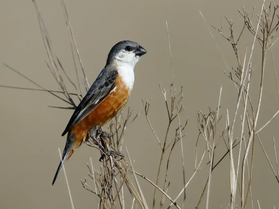 File:Sporophila palustris - Marsh Seedeater (male); Iberá marshes, Corrientes, Argentina.jpg