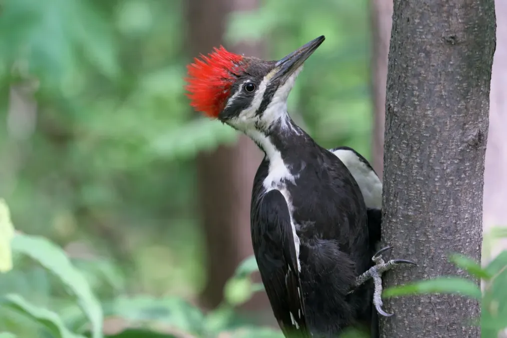 File:Dryocopus pileatus UL 06.jpg