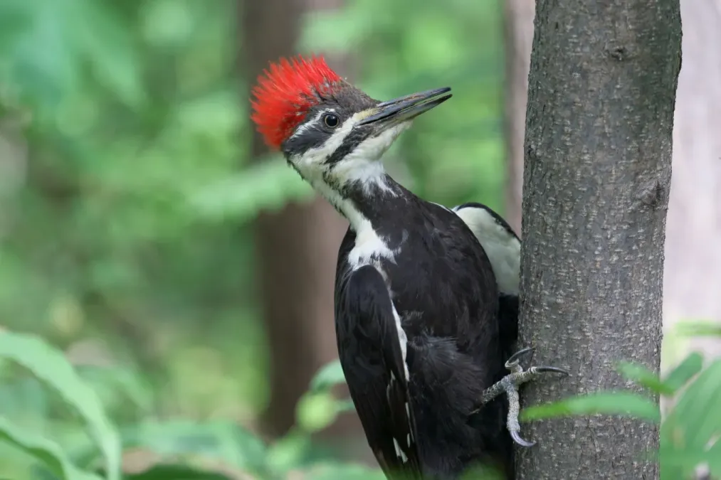 File:Dryocopus pileatus UL 05.jpg