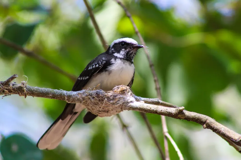 File:White-browed Fantail (Rhipidura aureola).jpg