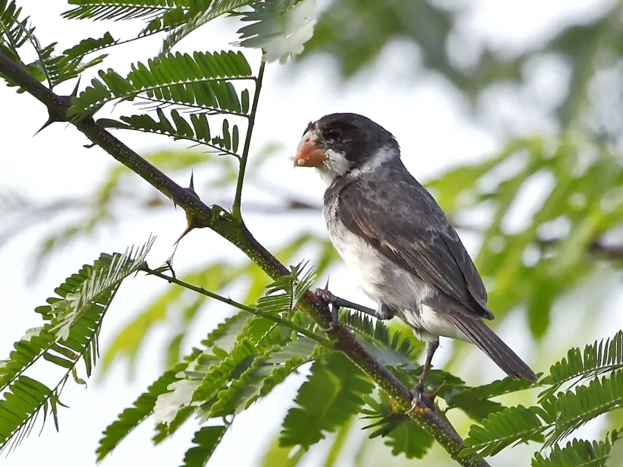 File:Sporophila albogularis - White-throated Seedeater (male); Potengi, Ceará, Brazil.jpg