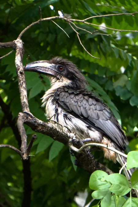File:Sri Lanka grey hornbill(Ocyceros gingalensis) 03.jpg
