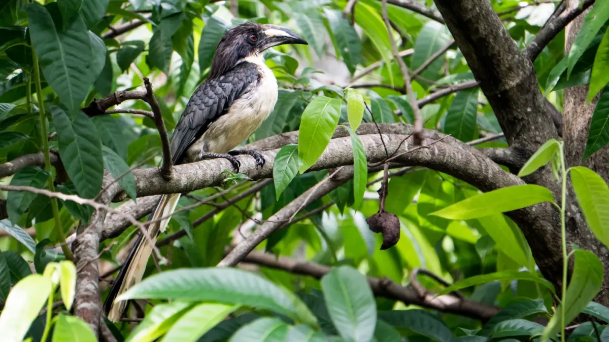 File:Sri Lanka grey hornbill(Ocyceros gingalensis) 02.jpg