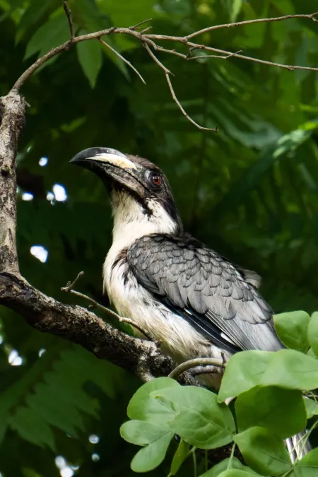 File:Sri Lanka grey hornbill(Ocyceros gingalensis) 04.jpg