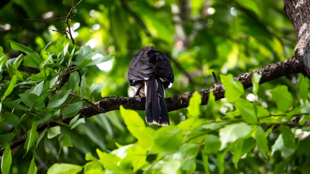 File:Sri Lanka grey hornbill(Ocyceros gingalensis) from behind.jpg