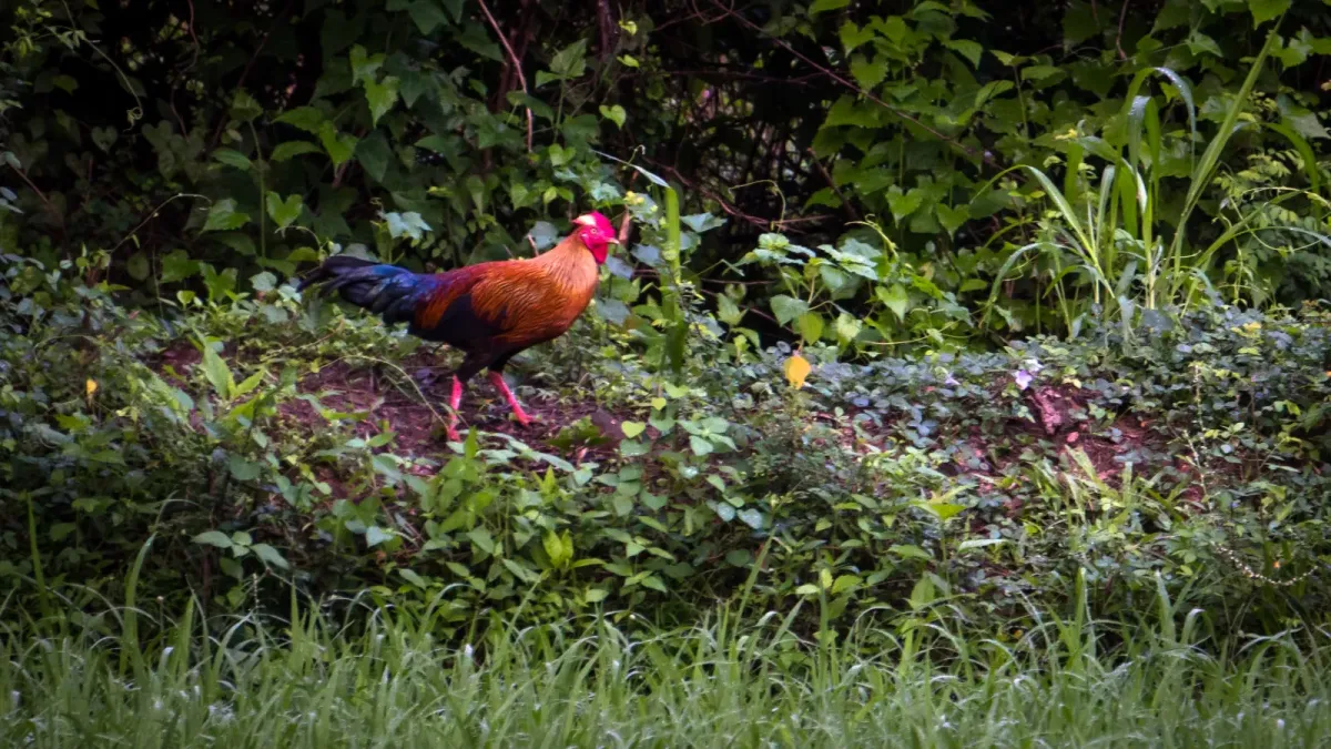 File:Sri Lankan junglefowl,(wali kukula), (Gallus lafayettii).jpg