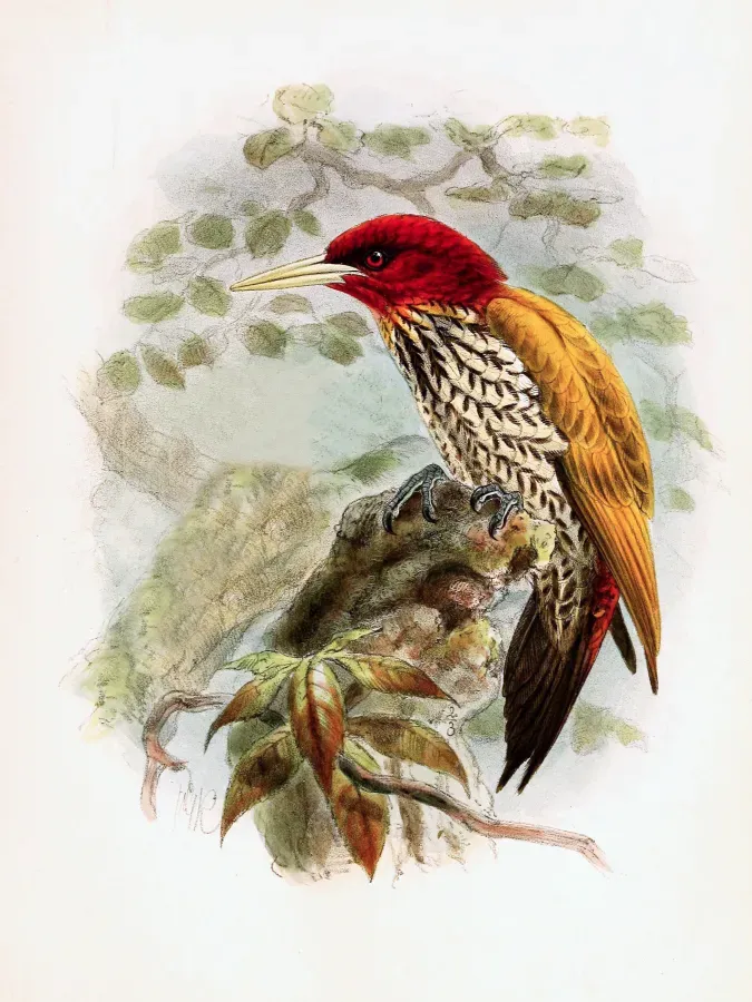 File:Chrysocolaptes erythrocephalus - Keulemans.jpg