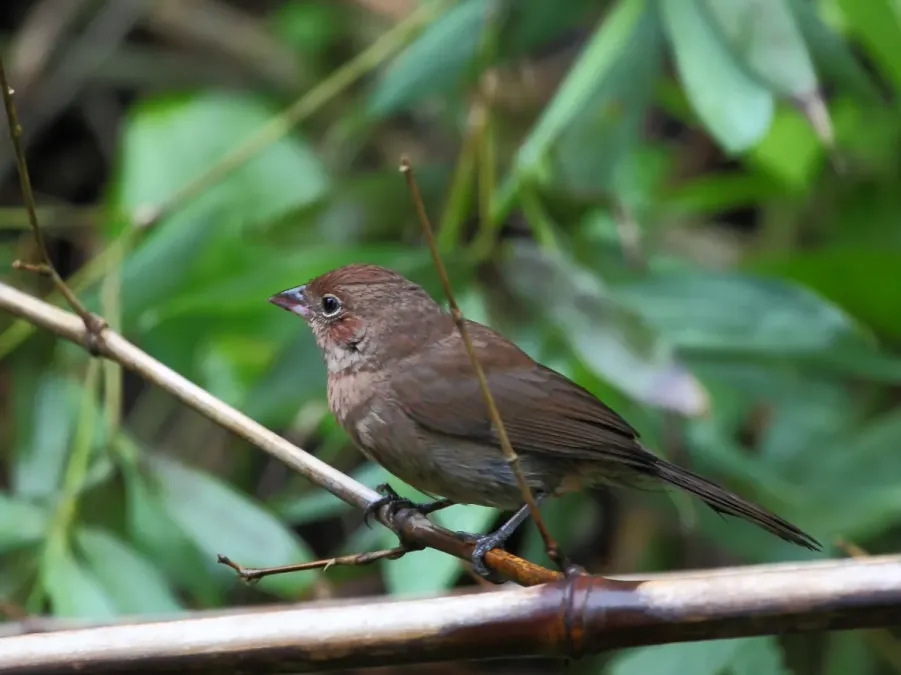 File:Coryphospingus cucullatus - Red crested Finch (female); Restinga de Bertioga State Park, São Paulo, Brazil.jpg