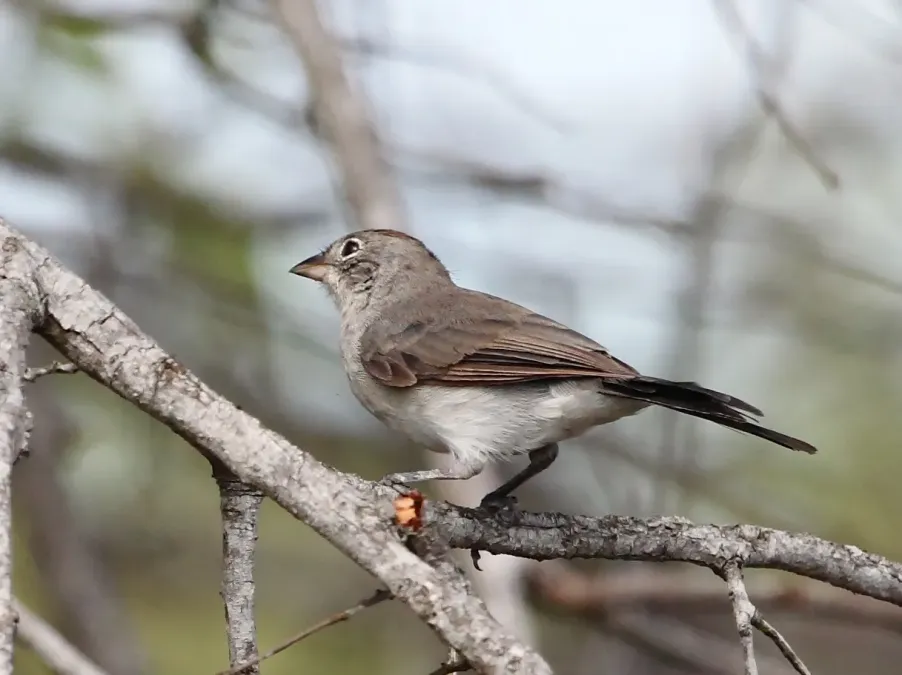 File:Coryphospingus pileatus - Pileated Finch (female); Riachuelo, Rio Grande do Norte, Brazil.jpg