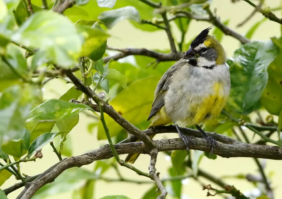 File:Gubernatrix cristata - Yellow cardinal (female); Iberá marshes, Corrientes, Argentina.jpg