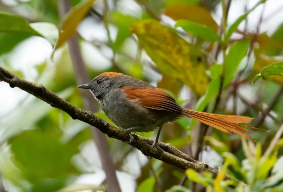 File:Synallaxis azarae 76608368.jpg
