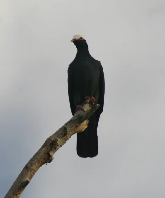 File:Patagioenas leucocephala Cozumel.jpg