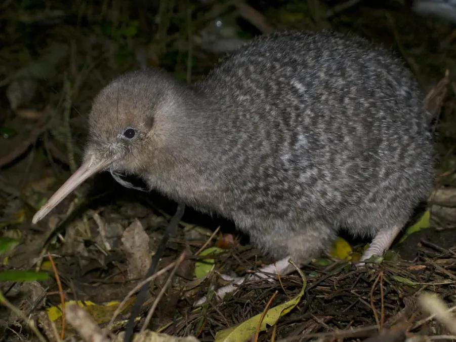 File:Little-spotted kiwi (Apteryx owenii) (cropped).jpg