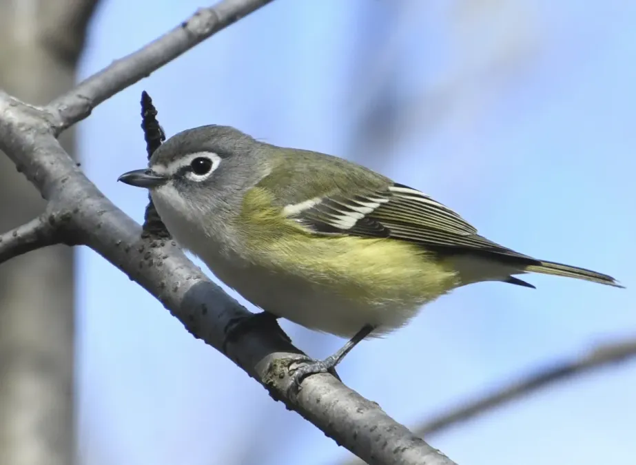 File:Vireo solitarius Sam Smith Park Toronto.jpg