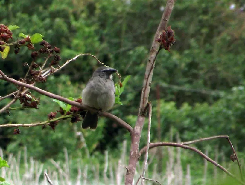 File:Saltator olivascens (La Guanota, Venezuela) -cropped2.jpg