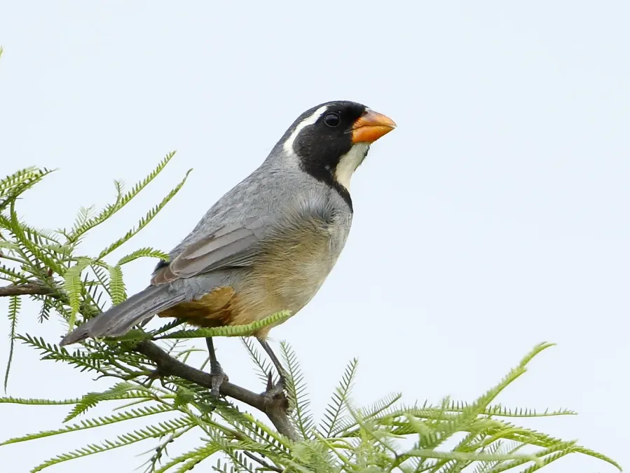 File:Saltator aurantiirostris - Golden-billed Saltator; Capivara, Santa Fe, Argentina.jpg