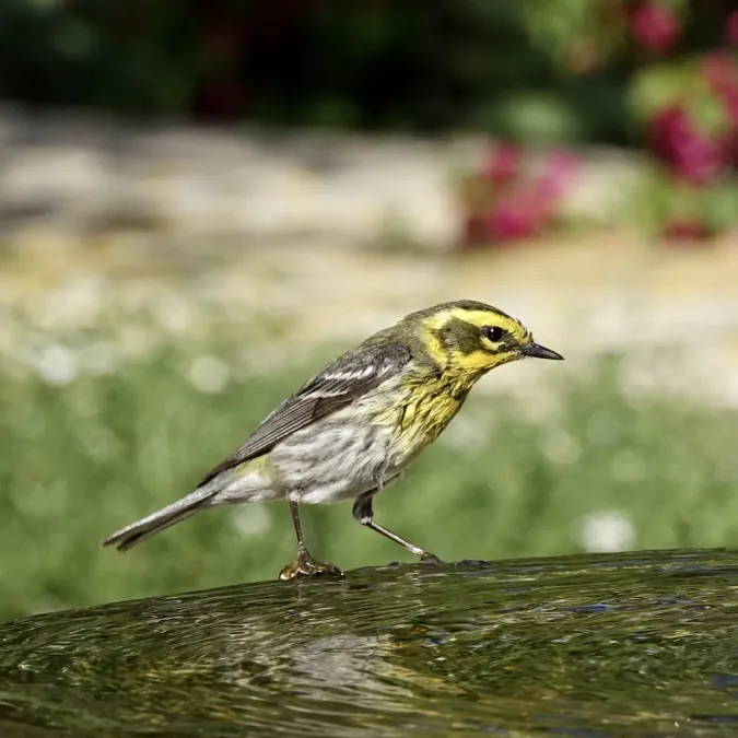 File:Setophaga townsendi (49884413078).jpg