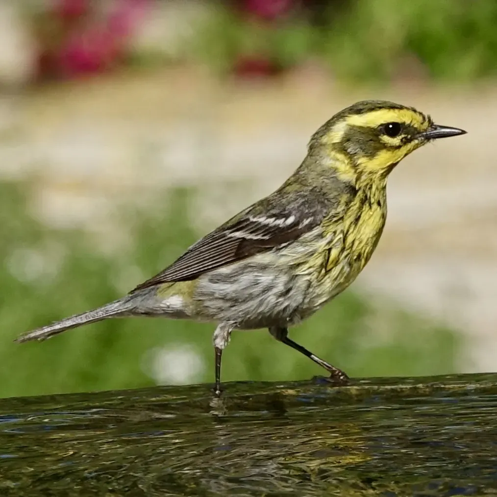 File:Setophaga townsendi (49884937061).jpg